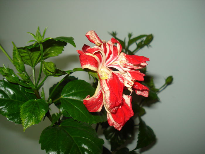 DSC02366 - HIBISCUS 2015