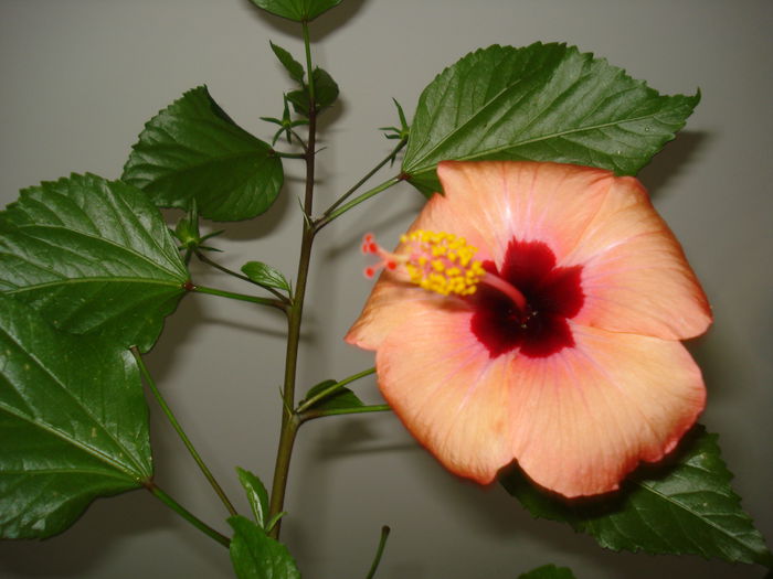 DSC02360 - HIBISCUS 2015