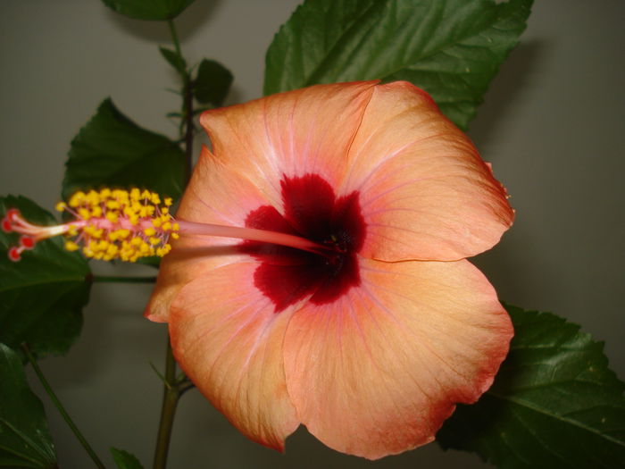 DSC02361 - HIBISCUS 2015