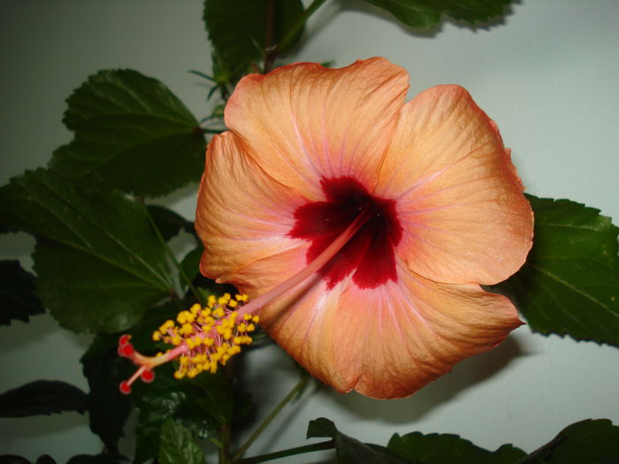 DSC02374 - HIBISCUS 2015