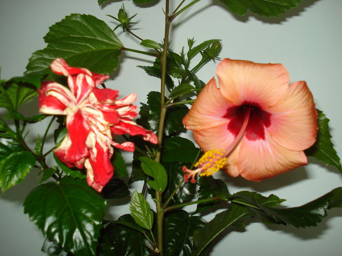DSC02368 - HIBISCUS 2015