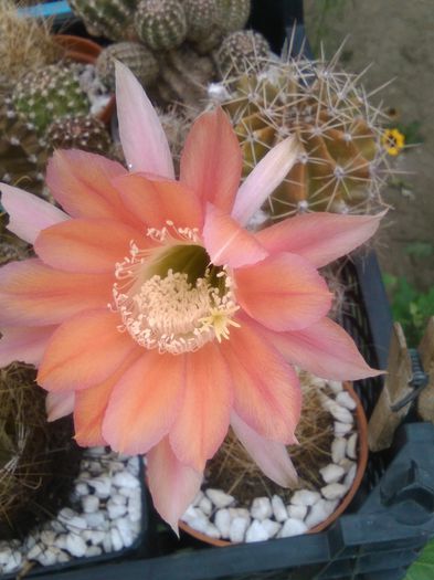IMG_20150703_085231 - Flori de cactusi