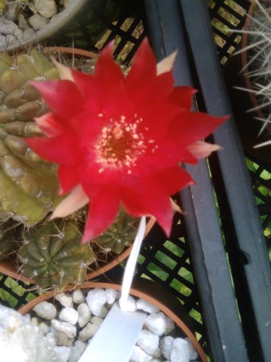 IMG_20150703_085334 - Flori de cactusi