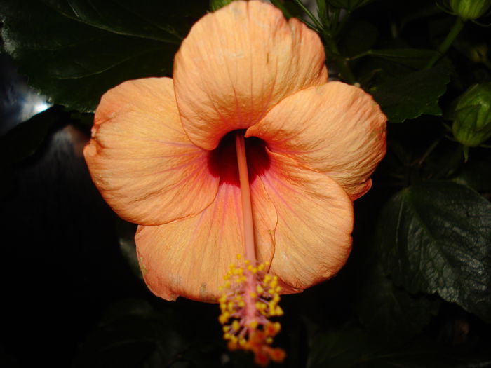 DSC01989 - Hibiscus Nairobi