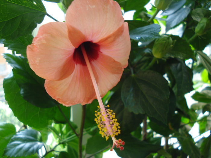 DSC01965 - Hibiscus Nairobi