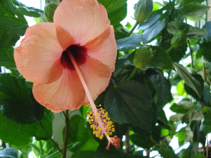 DSC01967 - Hibiscus Nairobi