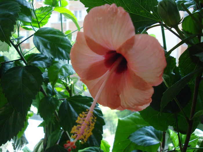 DSC01970 - Hibiscus Nairobi