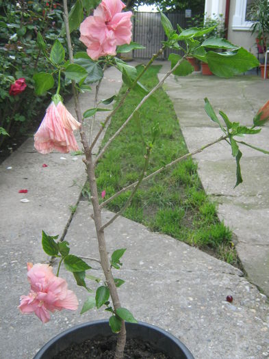 Picture My plants 3960 - Hibiscus Classic Pink