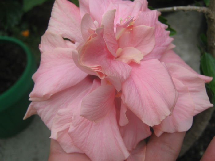 Picture My plants 3961 - Hibiscus Classic Pink