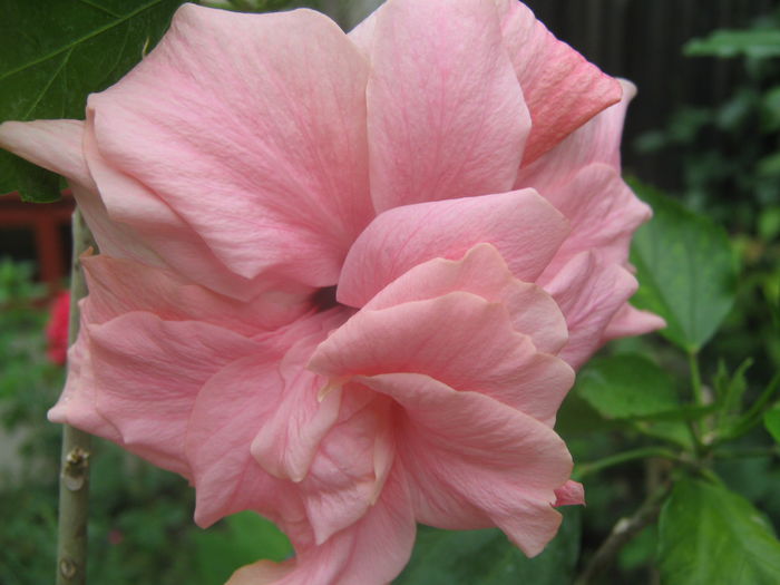 Picture My plants 3964 - Hibiscus Classic Pink