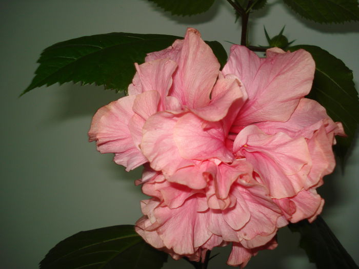 DSC02413 - HIBISCUS 2015