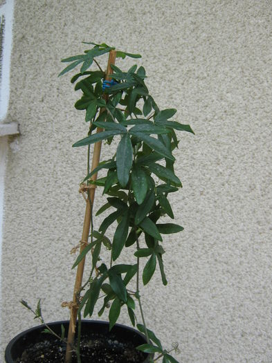 Picture My plants 3980 - Passiflora Caerullea
