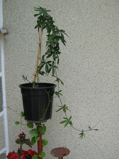 Picture My plants 3981 - Passiflora Caerullea