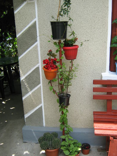 Picture My plants 3983 - Passiflora Caerullea