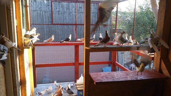 20150702_202627 - B-Demolarea si Constructia Noii Crescatorii Pentru Tineret