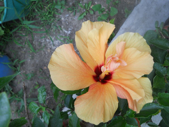 DSCN8088 - A43 VARA 2015