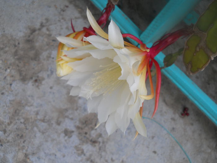 DSCN8093 - A43 VARA 2015