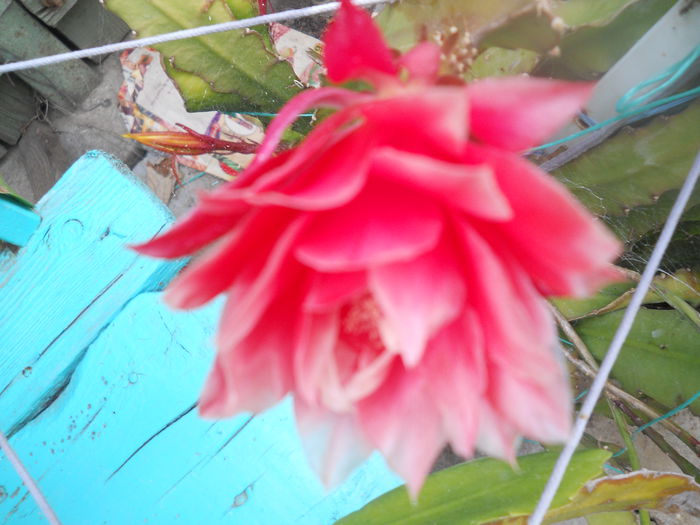 DSCN8094 - A43 VARA 2015