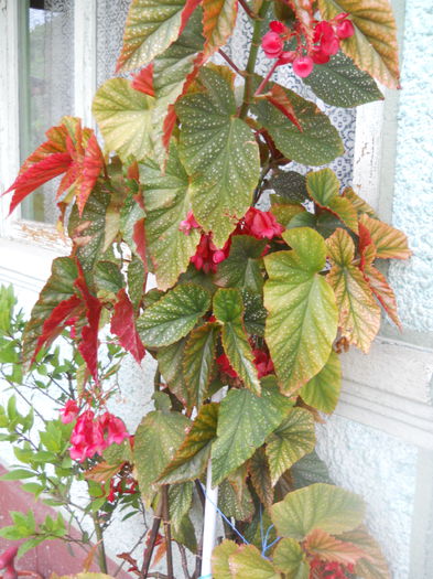 DSCN8095 - A43 VARA 2015