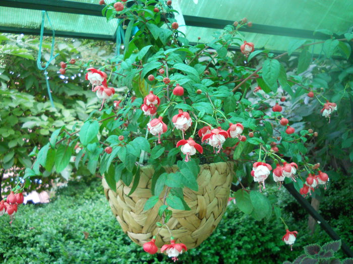 DSCN8097