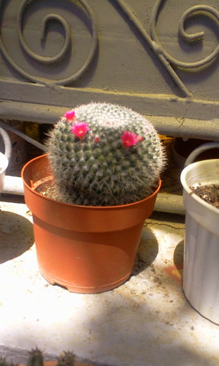 Fotografie2546 - Cactusi si suculente