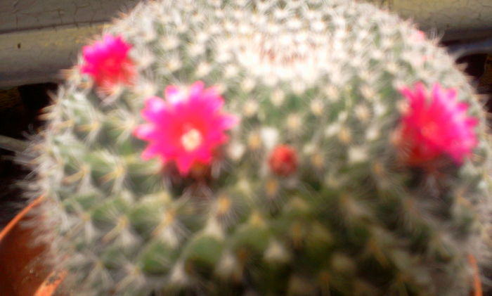 Fotografie2547 - Cactusi si suculente