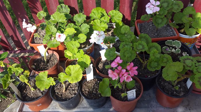 muscate gommer; de la gommer
