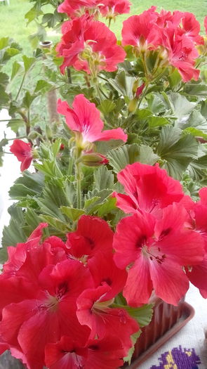 IMG_20150523_164100 - Muscate  2015