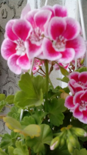 IMG_20150523_164109 - Muscate  2015