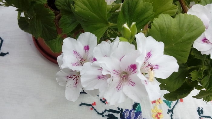 IMG_20150523_164135 - Muscate  2015