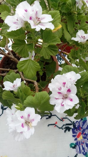 IMG_20150523_164143 - Muscate  2015