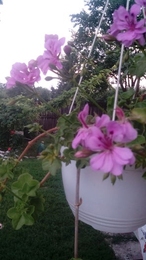 IMG_20150611_205335 - Muscate  2015