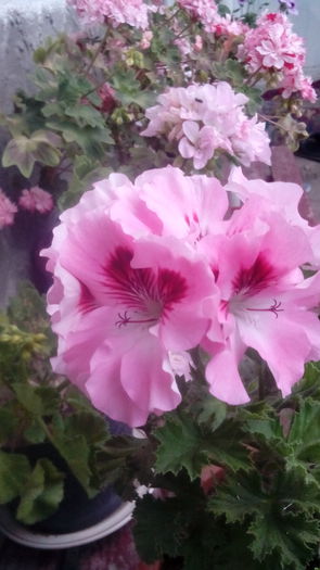 IMG_20150611_205457 - Muscate  2015