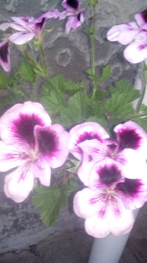 IMG_20150611_205545 - Muscate  2015