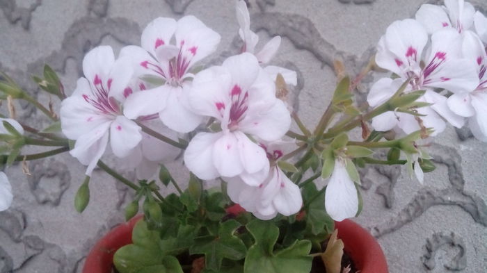 IMG_20150611_205828 - Muscate  2015