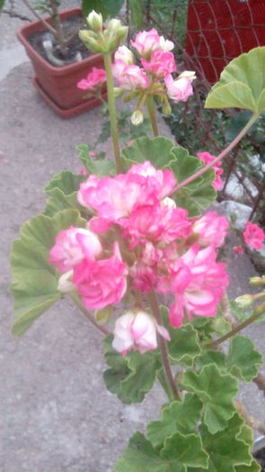 IMG_20150611_205911 - Muscate  2015