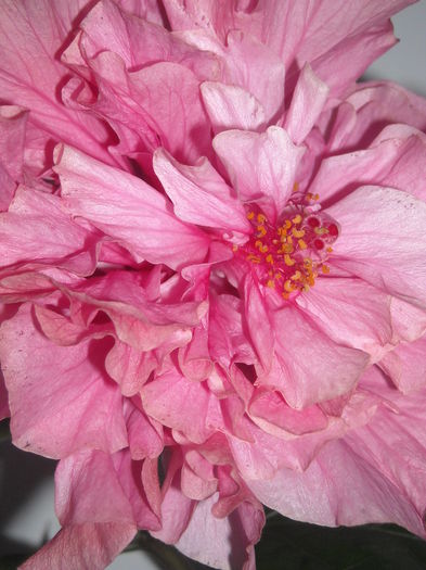  - 0 Zambetul florilor