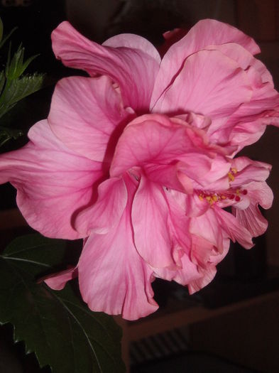  - 0 Zambetul florilor