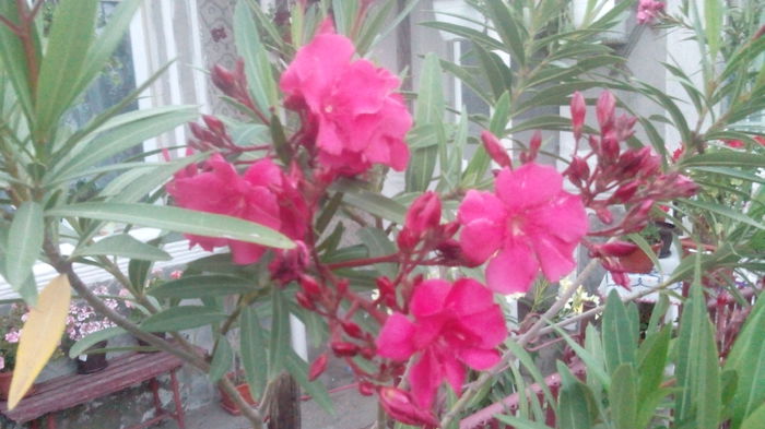 comandant barthelemmi