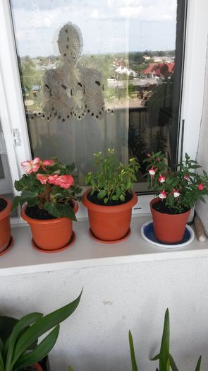 20150703_175510[1] - MULTUMESC PLANTSHOP