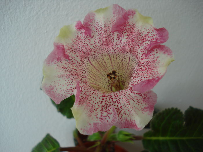 Alenka - GLOXINIA 2015