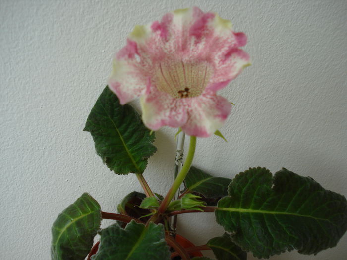 DSC02428 - GLOXINIA 2015