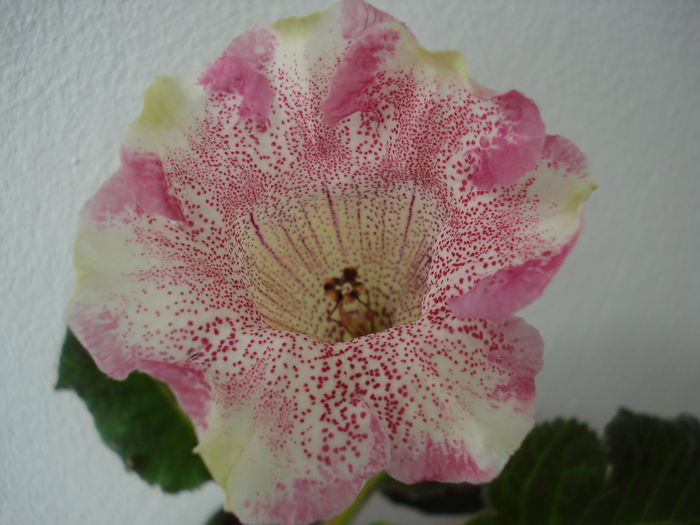 DSC02429 - GLOXINIA 2015