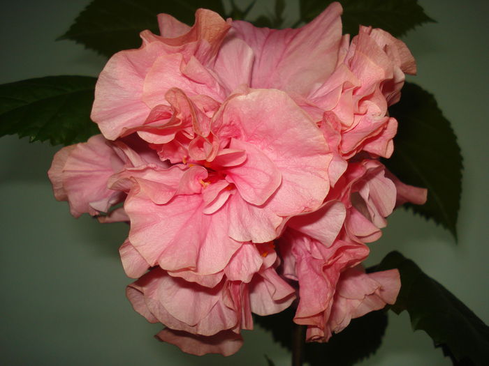 DSC02382 - FLORI 2015