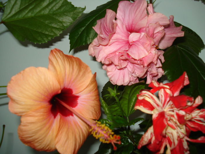 DSC02392 - FLORI 2015