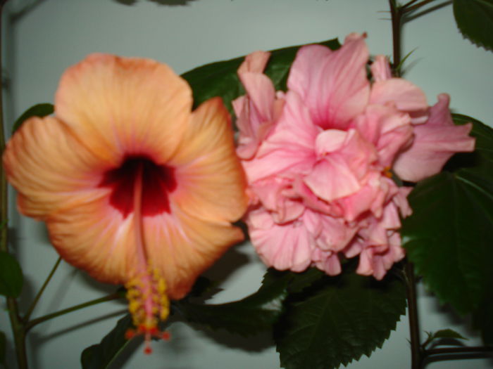 DSC02387 - FLORI 2015
