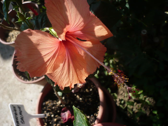 03.07.2015 - HIBISCUSI 2015-1