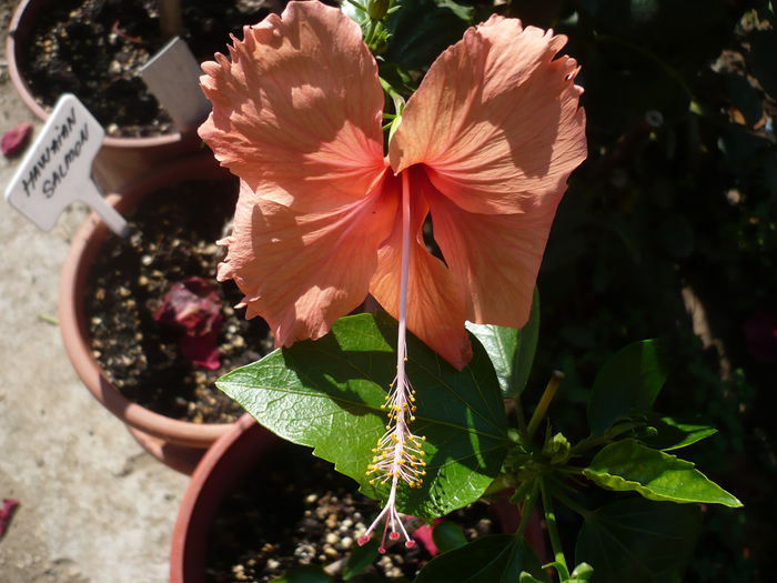 P1220900 - HIBISCUSI 2015-1