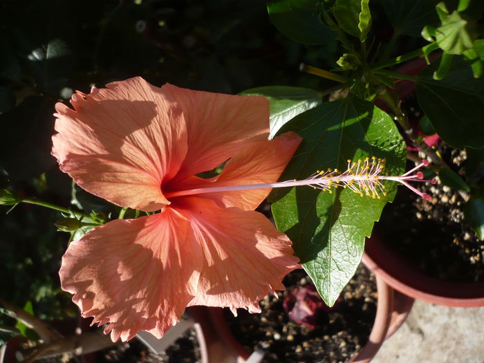 P1220901 - HIBISCUSI 2015-1