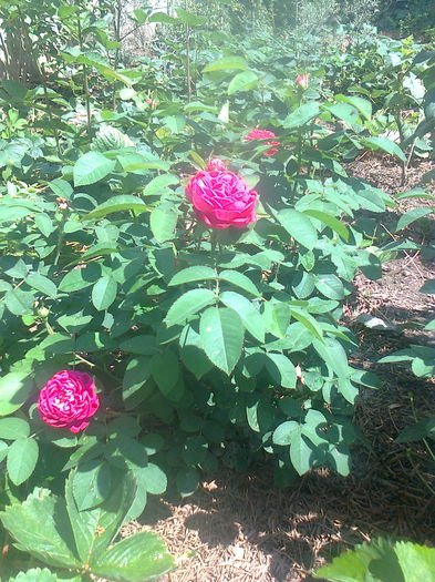 Trandafiri de dulceata Rose de Rescht , 3.07.2015 - Gradina mea